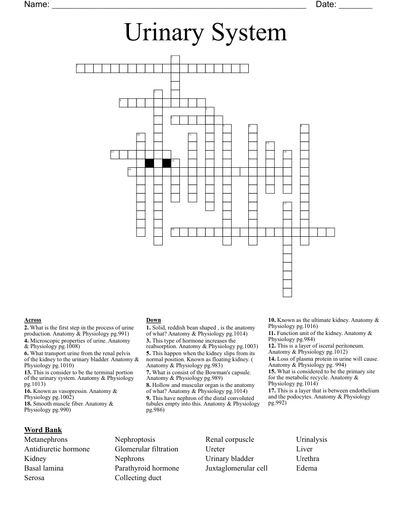 Urinary System  Crossword