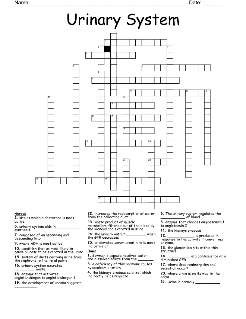 Urinary System  Crossword