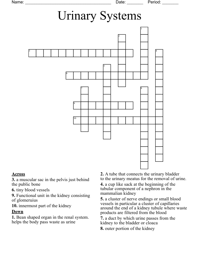 Urinary Systems Crossword