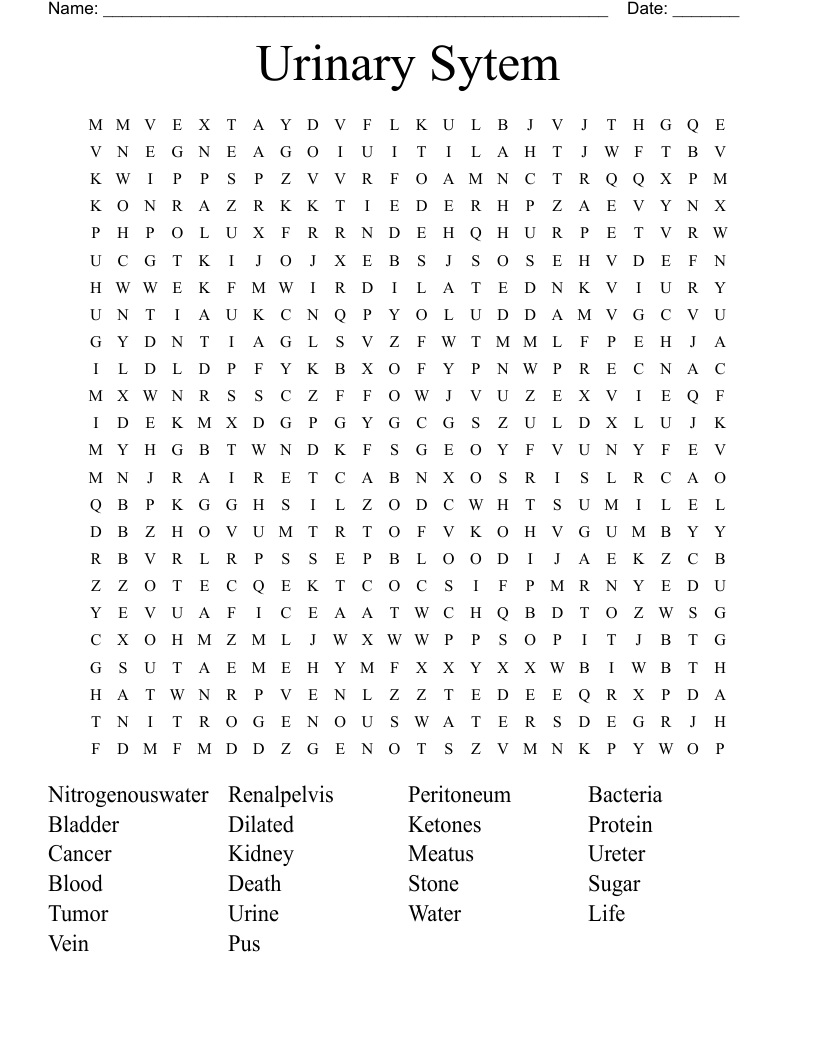 Urinary Sytem Word Search