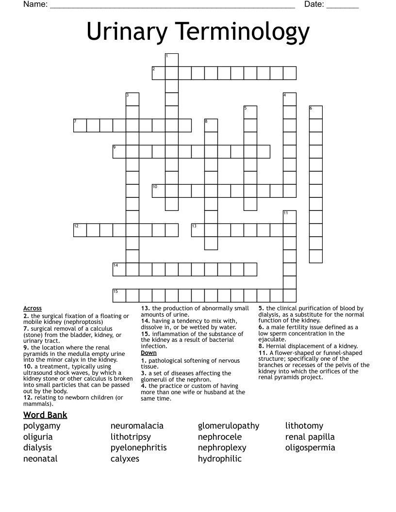 Urinary Terminology  Crossword