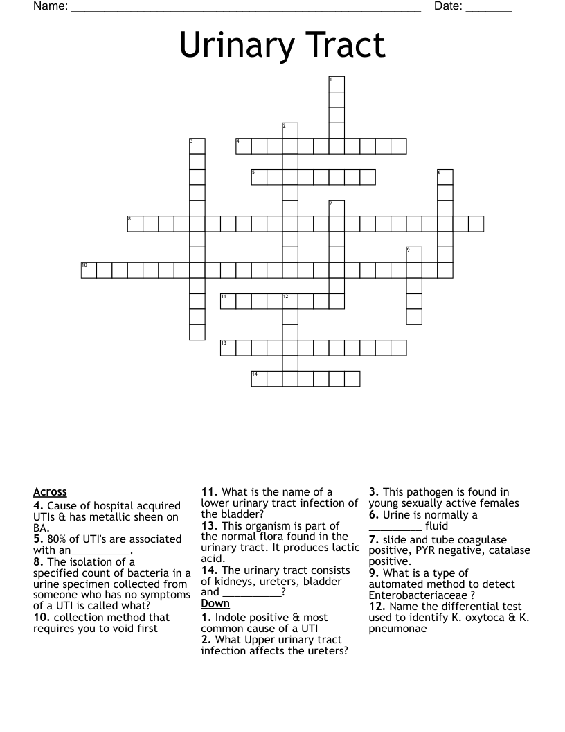 Urinary Tract Crossword