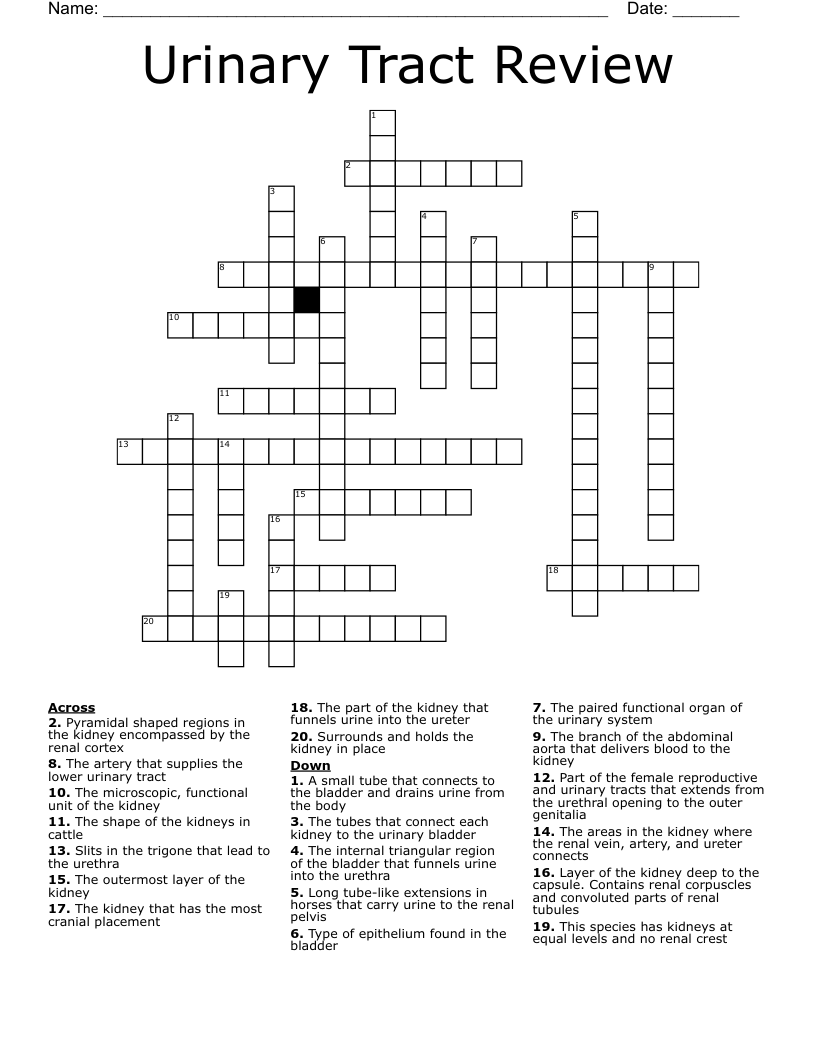 Urinary Tract Review Crossword