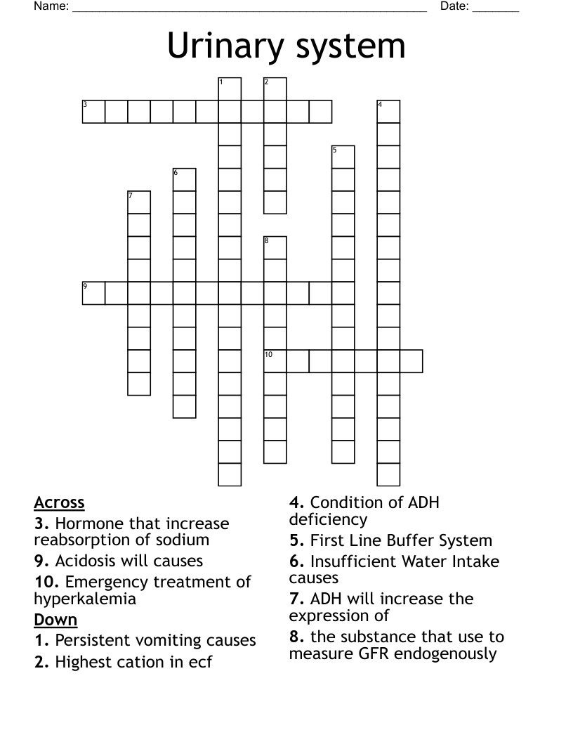 Urinary system Crossword