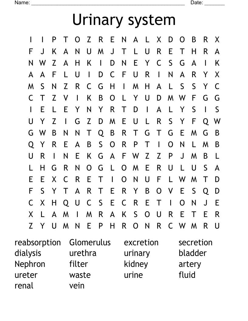 Urinary system Word Search