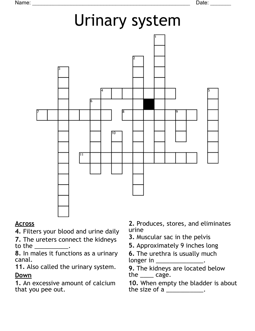 Urinary system Crossword