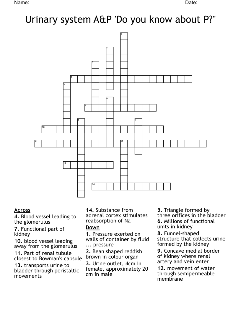 Urinary system A&P 'Do you know about P?" Crossword