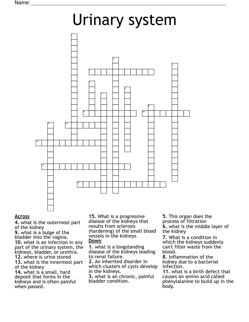Urinary system  Crossword