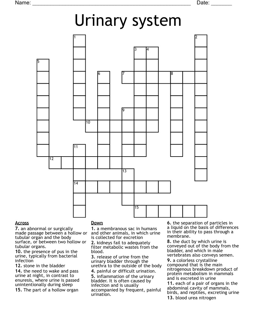 Urinary system  Crossword