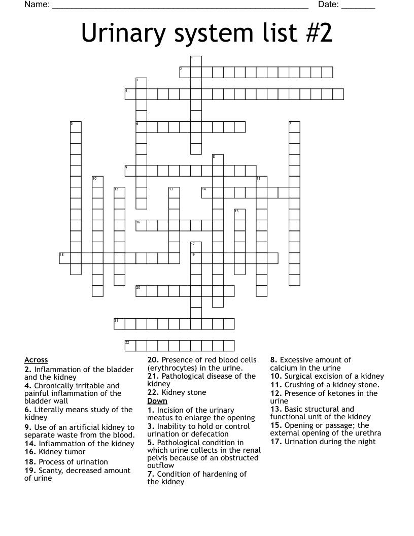 Urinary system list #2 Crossword