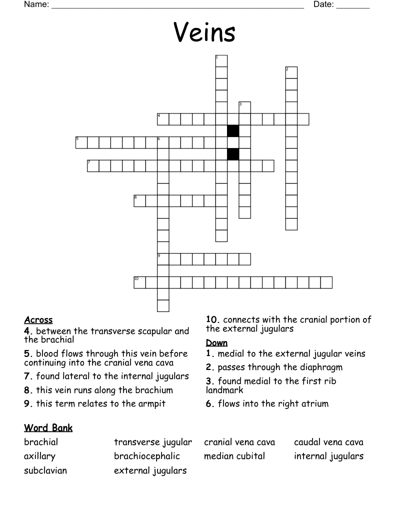 Veins  Crossword