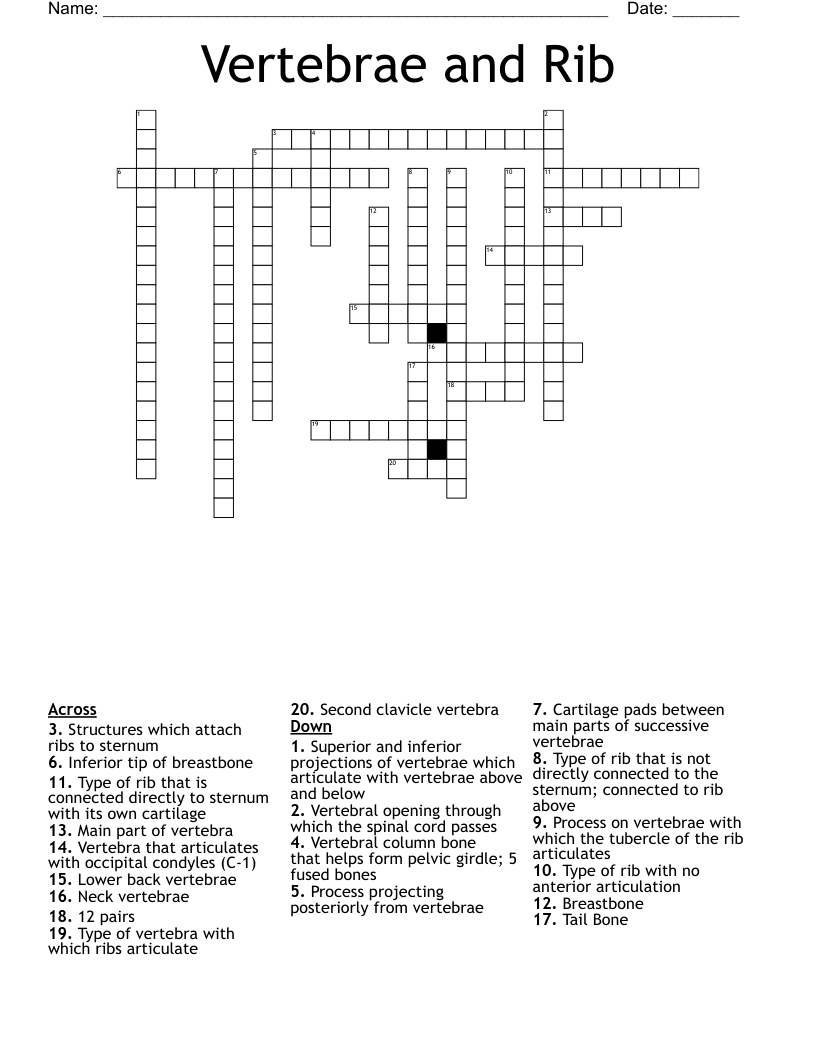Vertebrae and Rib  Crossword