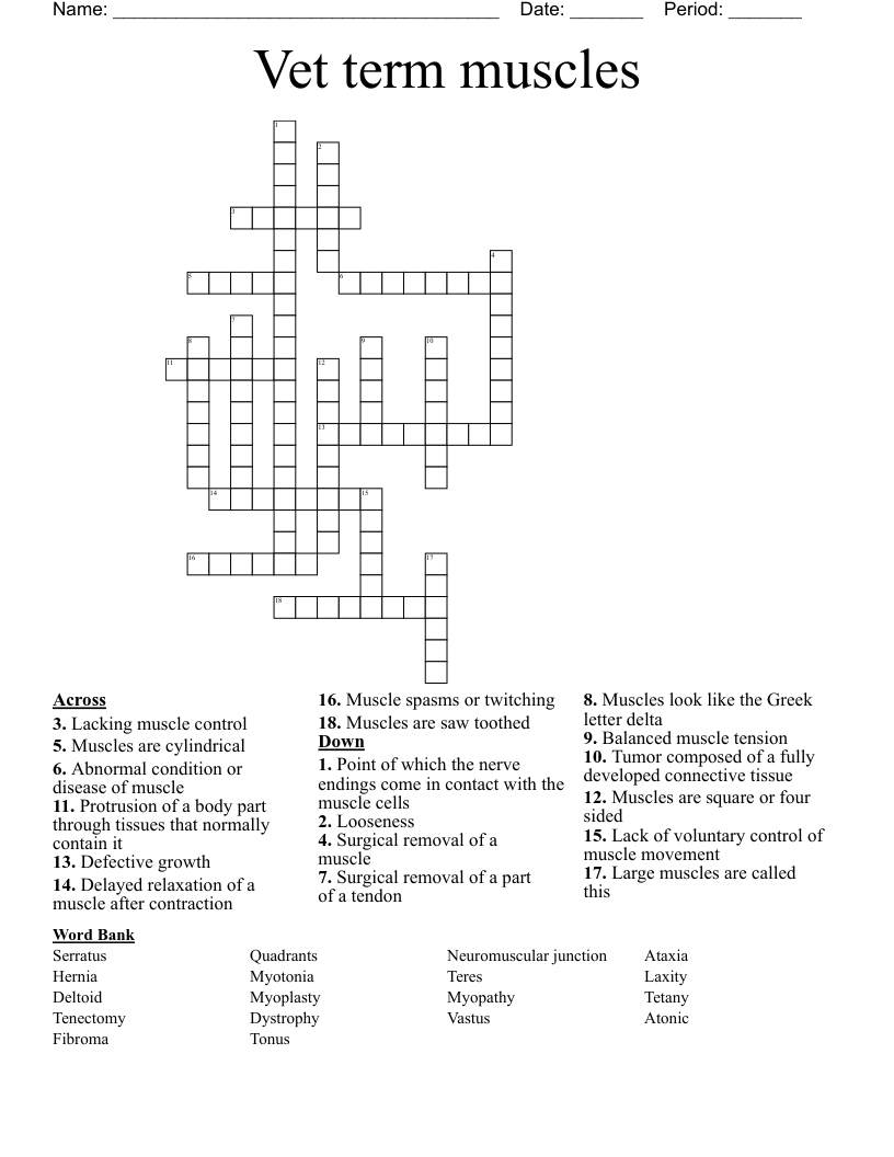 Vet term muscles  Crossword