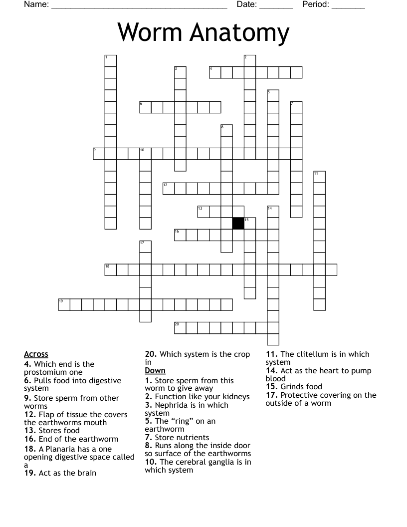 Worm Anatomy  Crossword