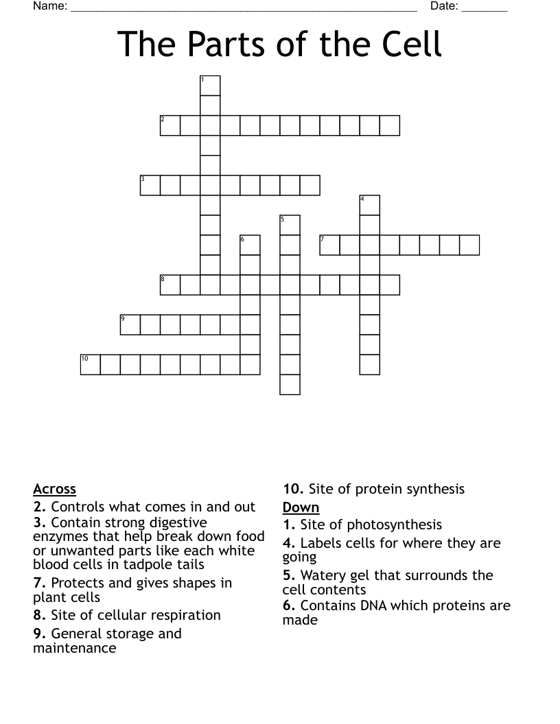  The Parts of the Cell Crossword