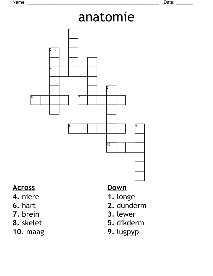anatomie Crossword