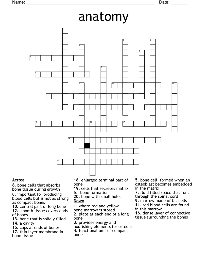 anatomy  Crossword