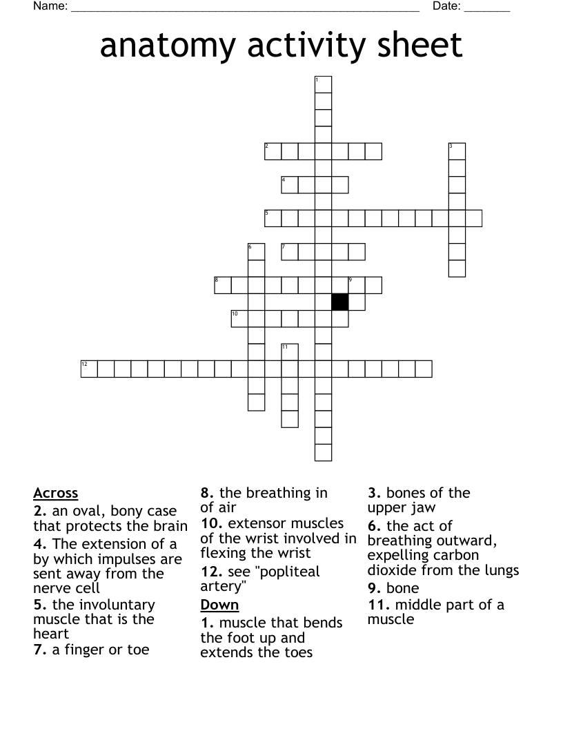 anatomy activity sheet  Crossword