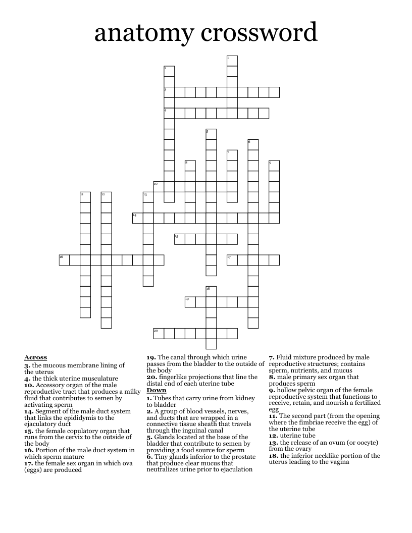 anatomy crossword