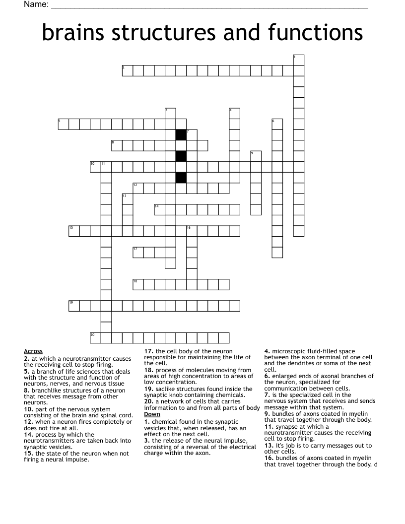 brains structures and functions Crossword
