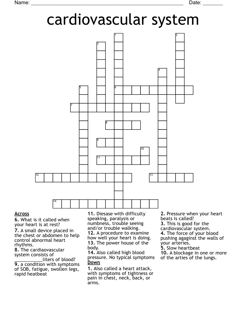cardiovascular system Crossword