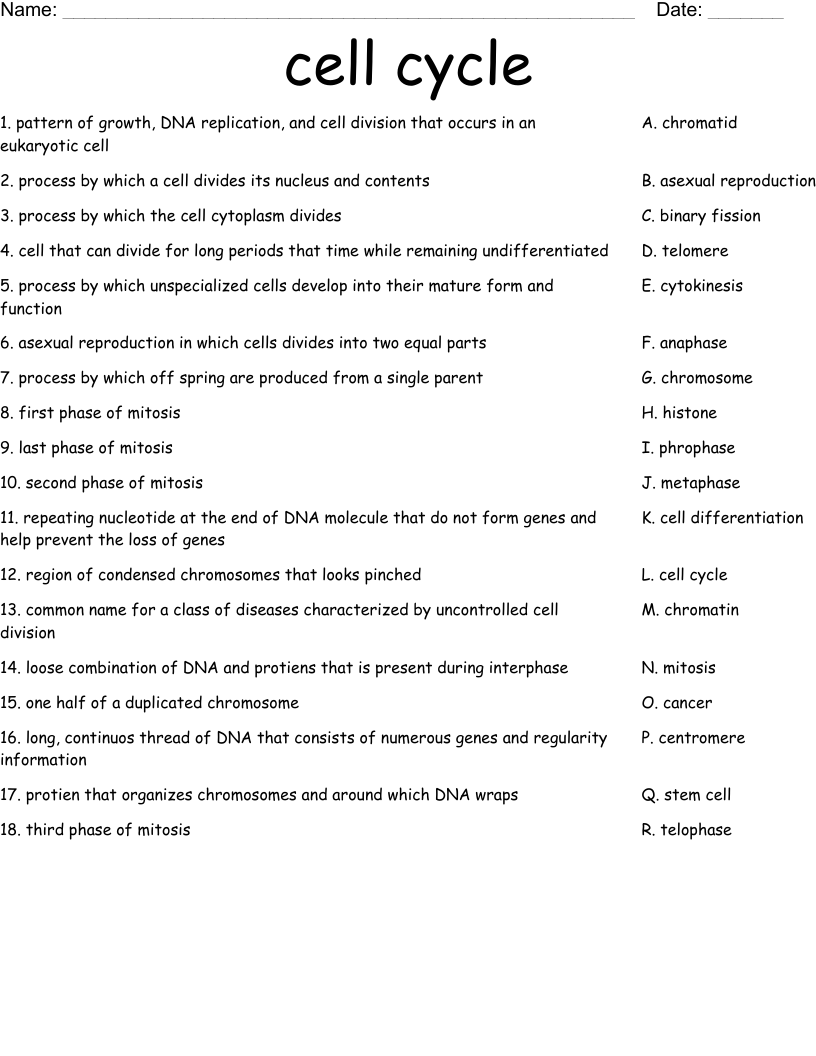 cell cycle Worksheet