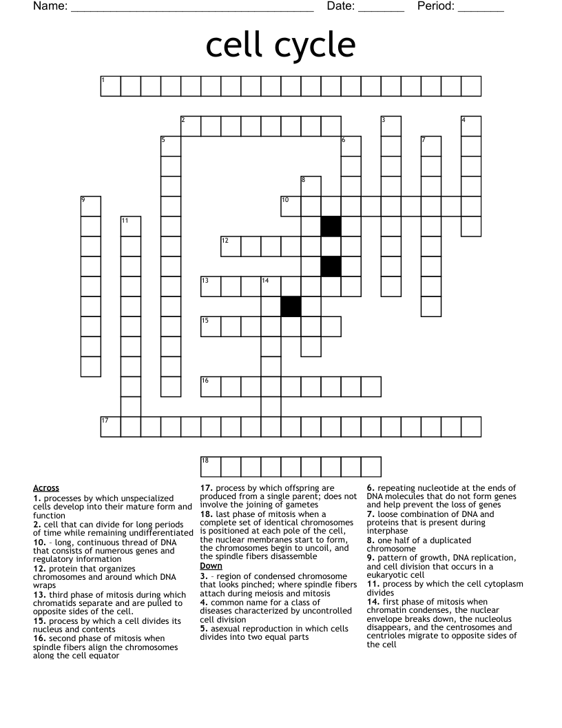 cell cycle Crossword