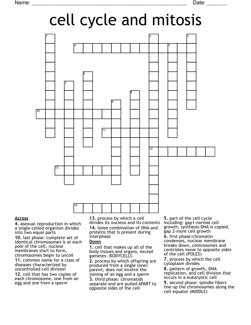 cell cycle and mitosis Crossword