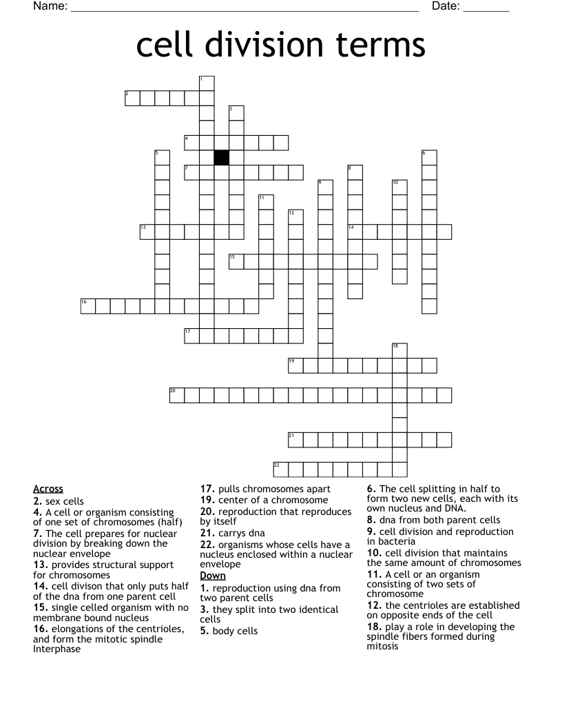 cell division terms  Crossword