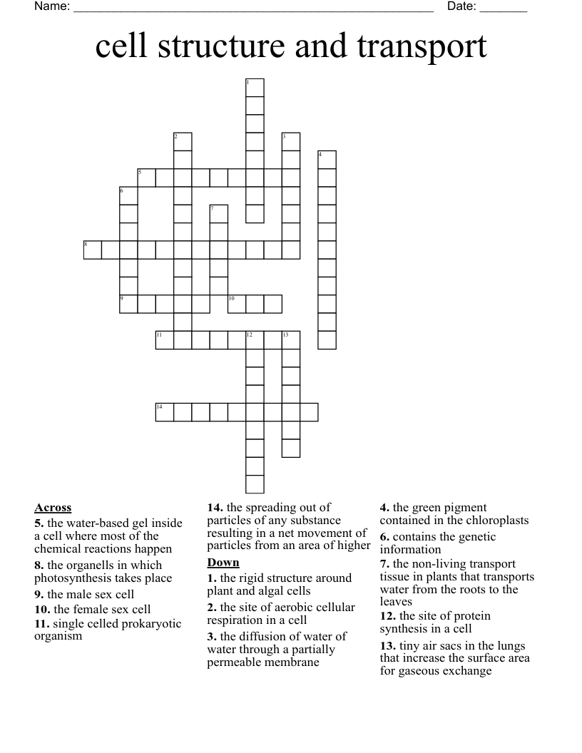 cell structure and transport Crossword