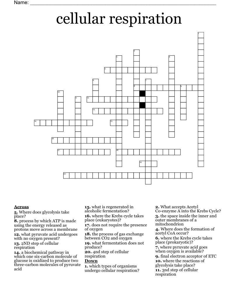 cellular respiration  Crossword