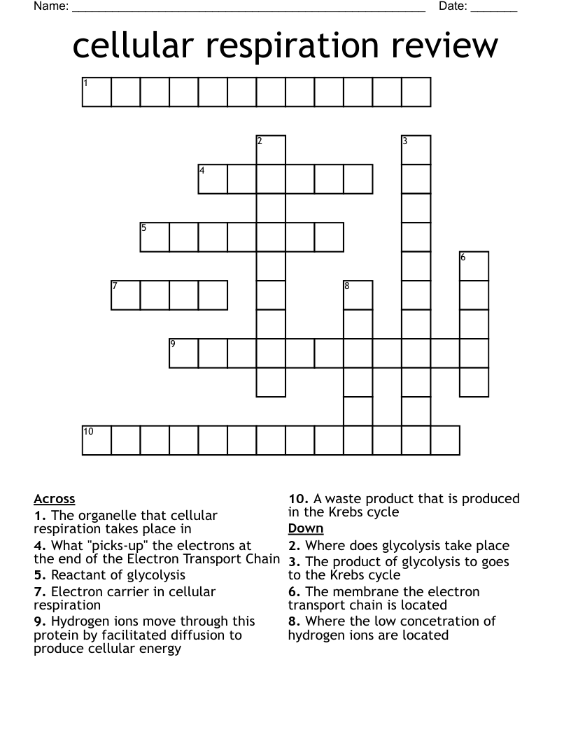 cellular respiration review Crossword