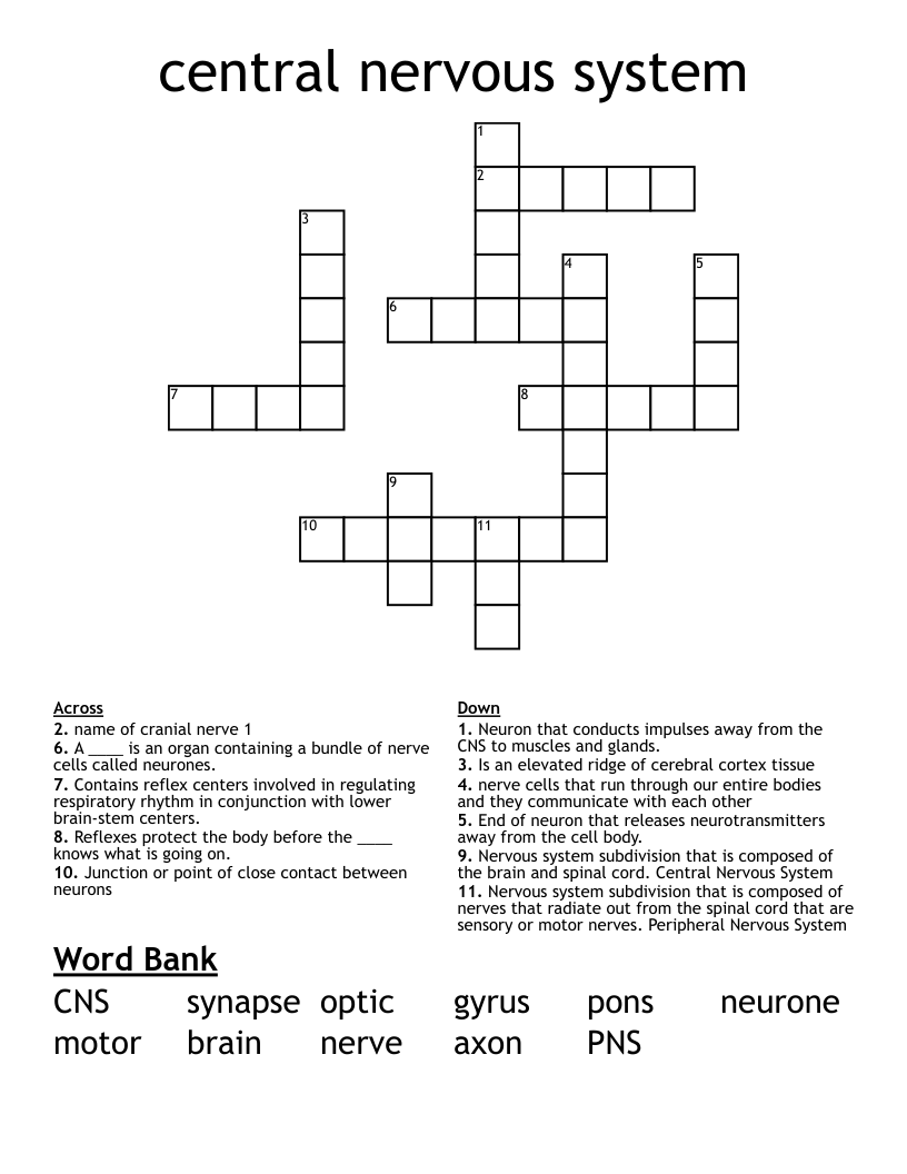 central nervous system Crossword