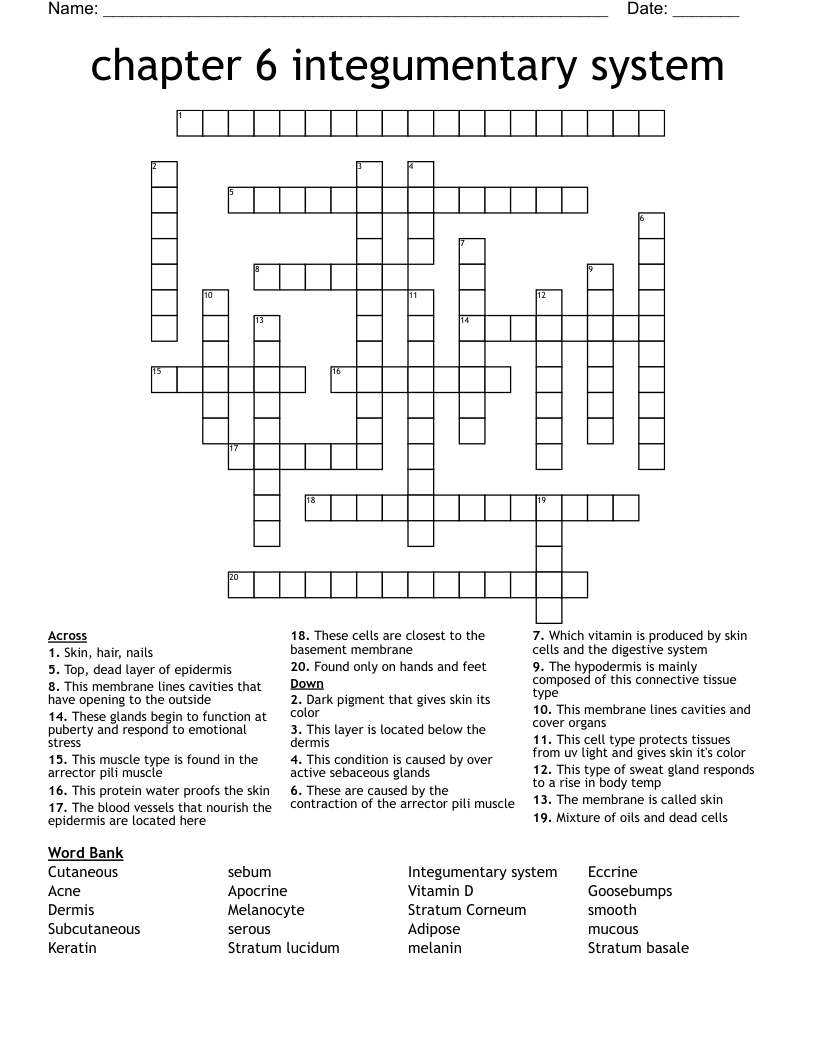 chapter 6 integumentary system  Crossword