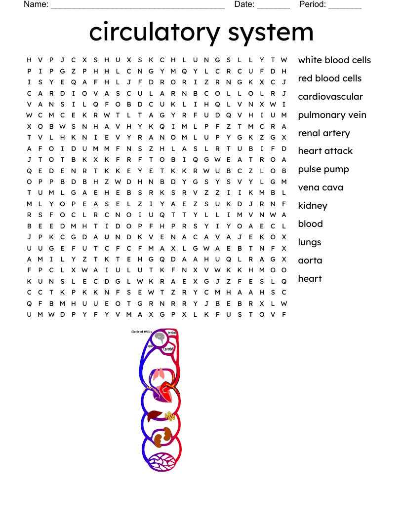 circulatory system  Word Search
