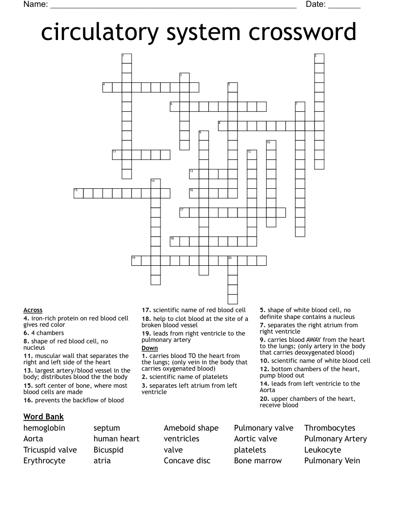 circulatory system crossword