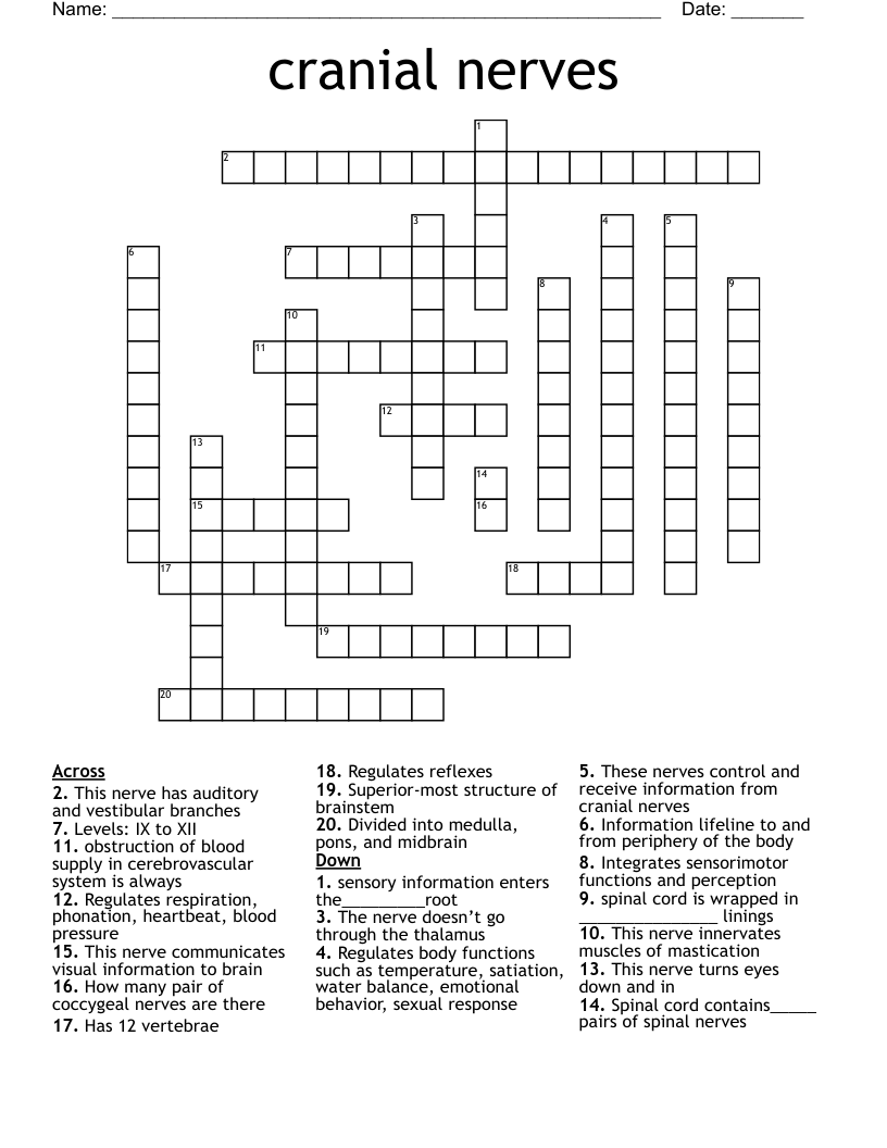 cranial nerves Crossword