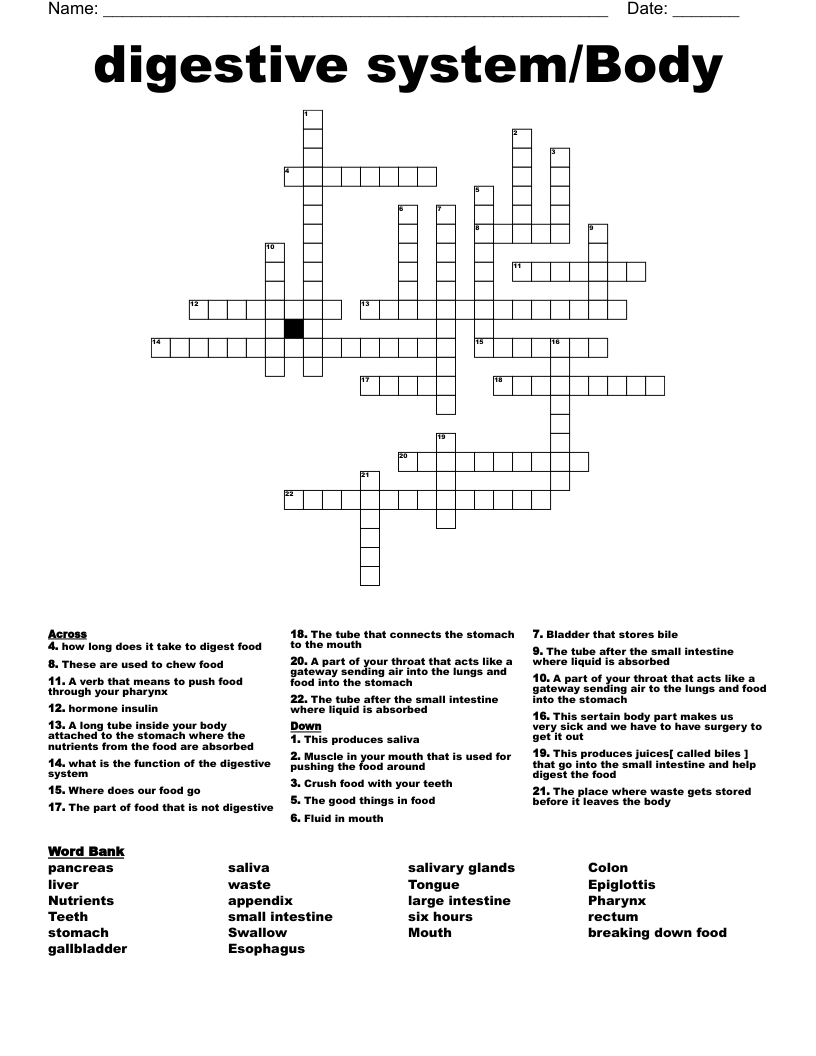 digestive system/Body  Crossword