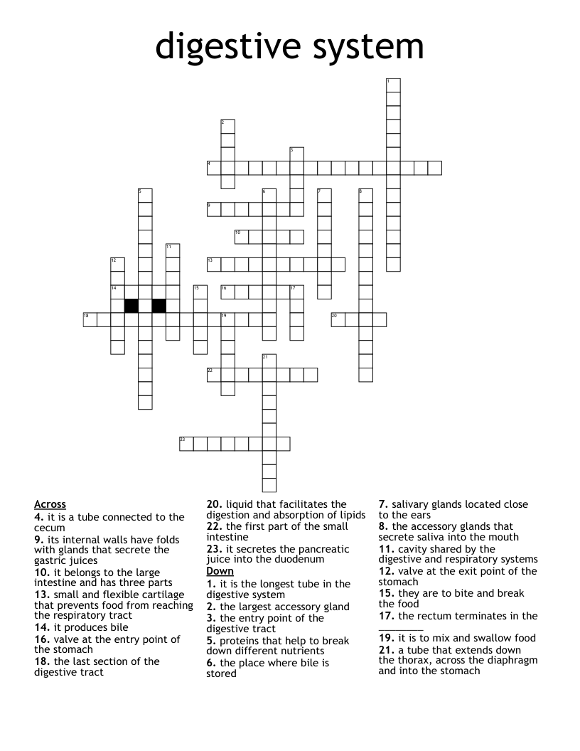 digestive system Crossword