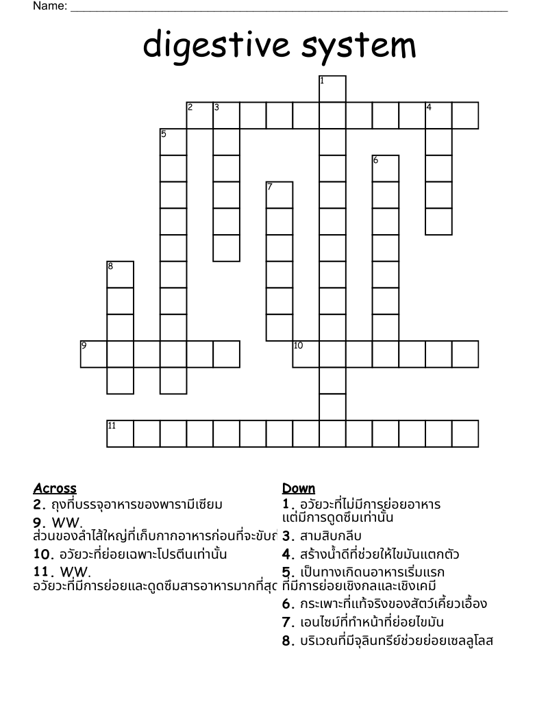 digestive system Crossword