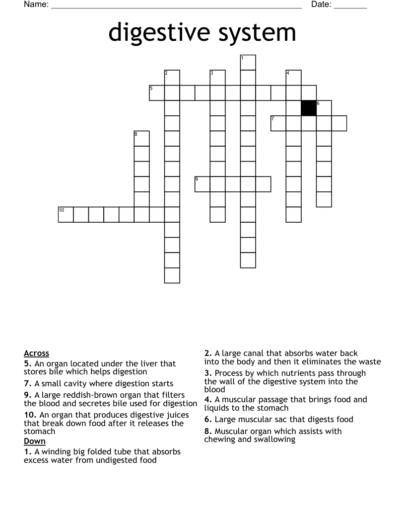 digestive system Crossword