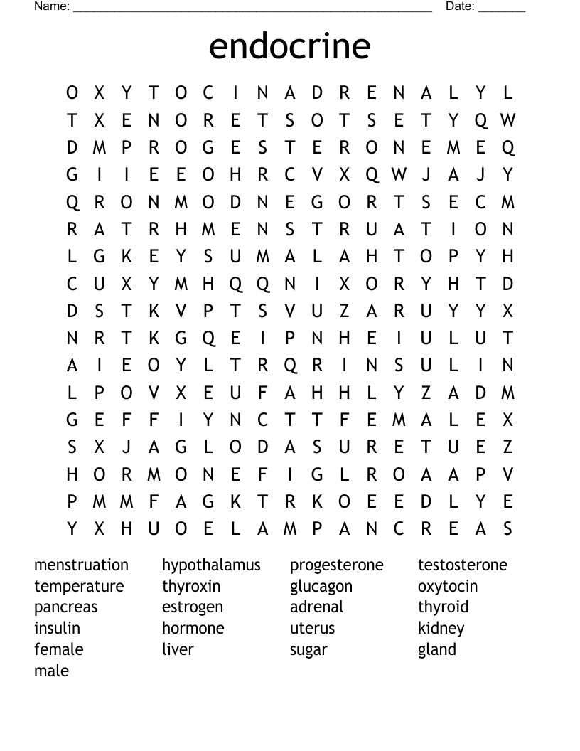 endocrine Word Search