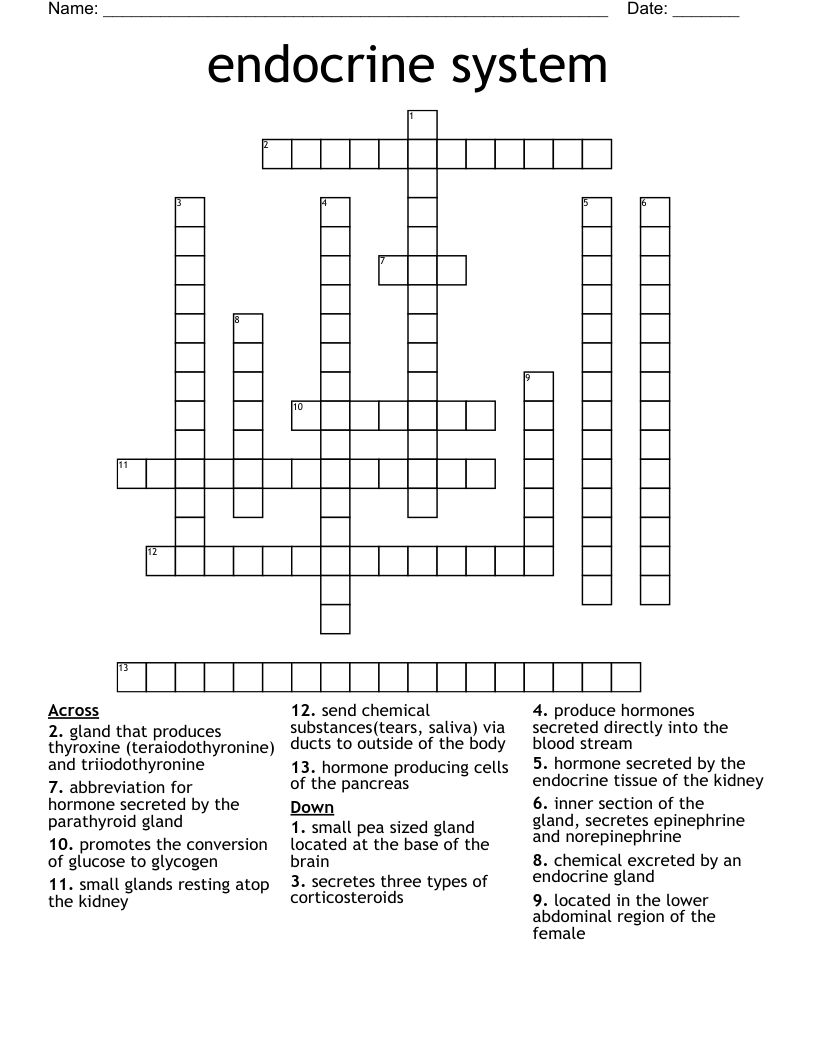 endocrine system Crossword