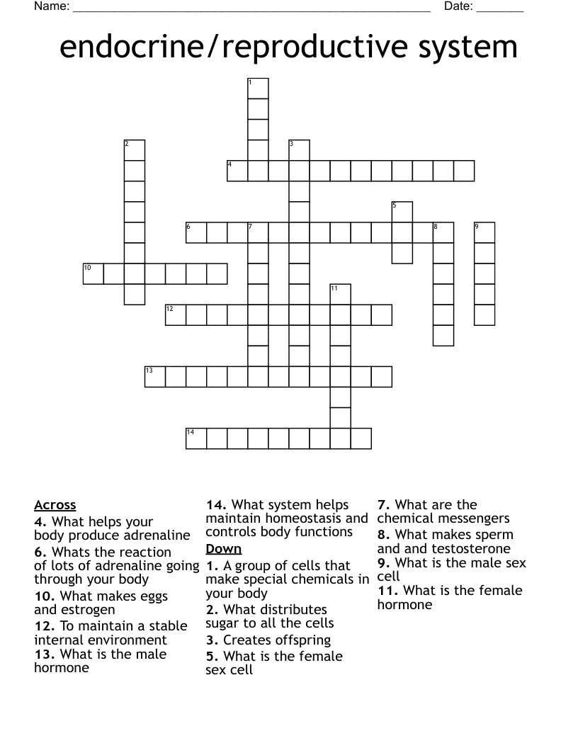 endocrine/reproductive system Crossword
