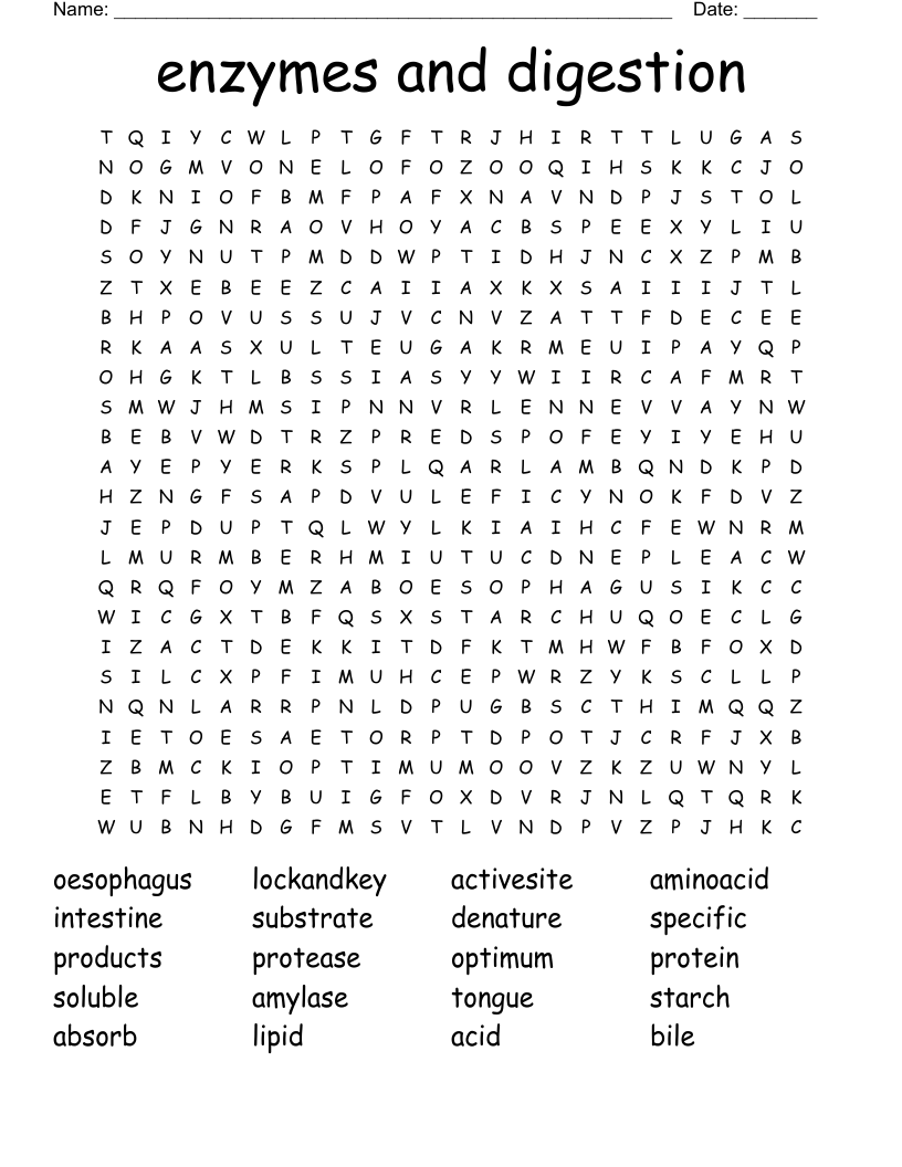 enzymes and digestion Word Search
