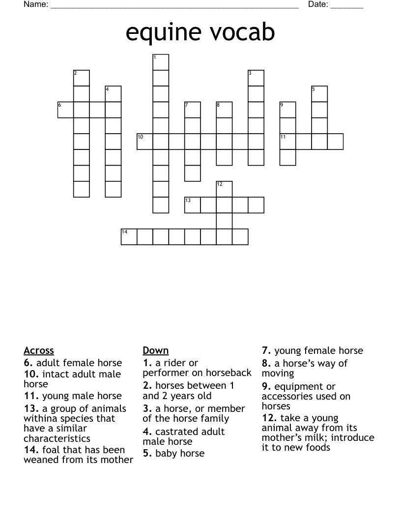 equine vocab Crossword