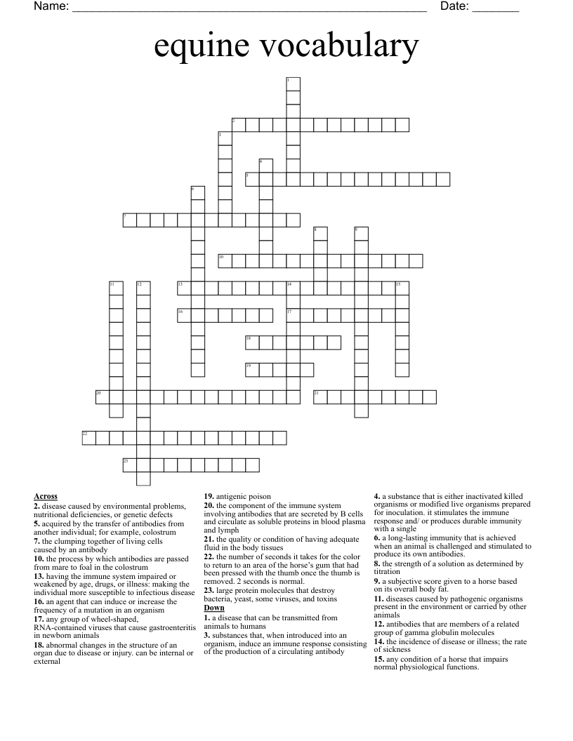 equine vocabulary Crossword