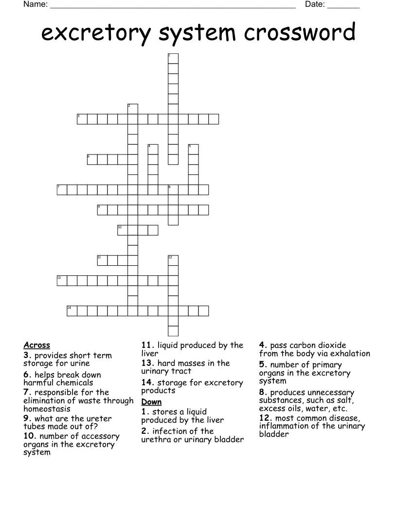 excretory system crossword