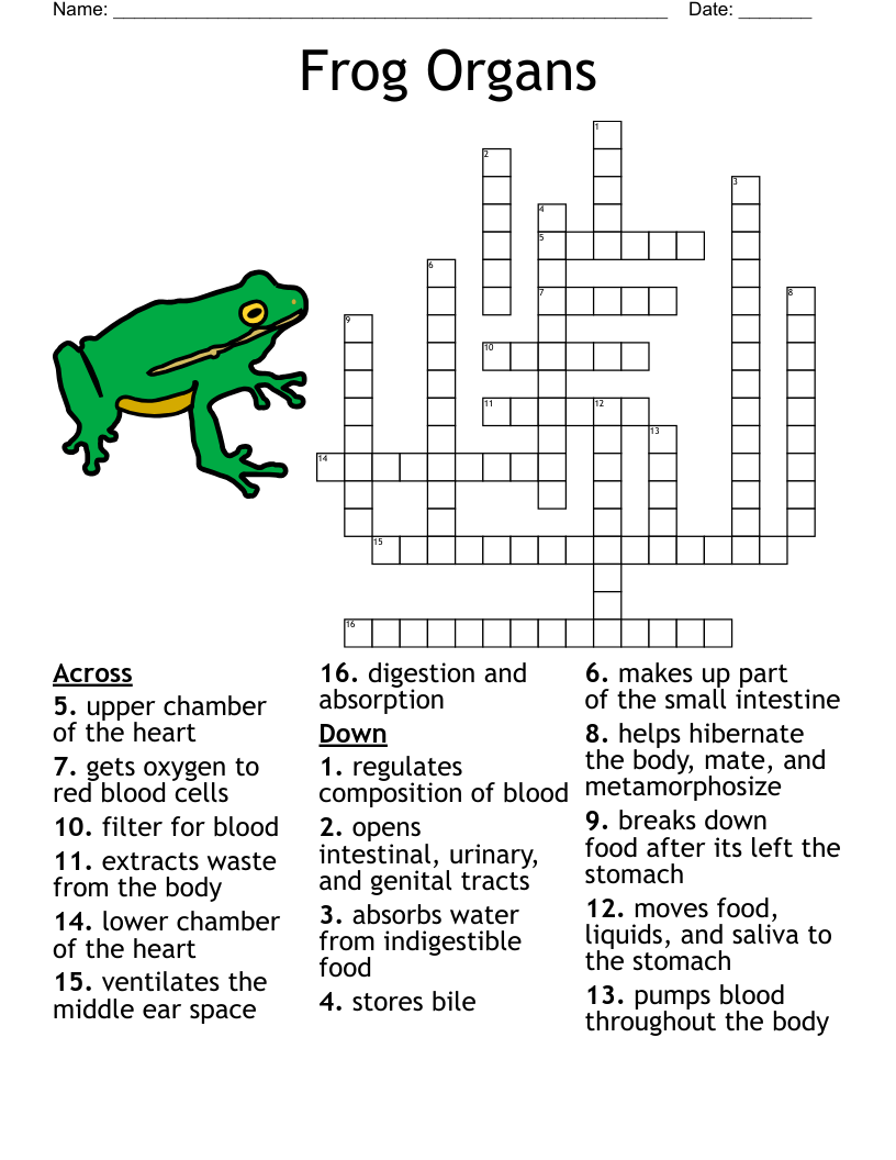 Frog Organs  Crossword
