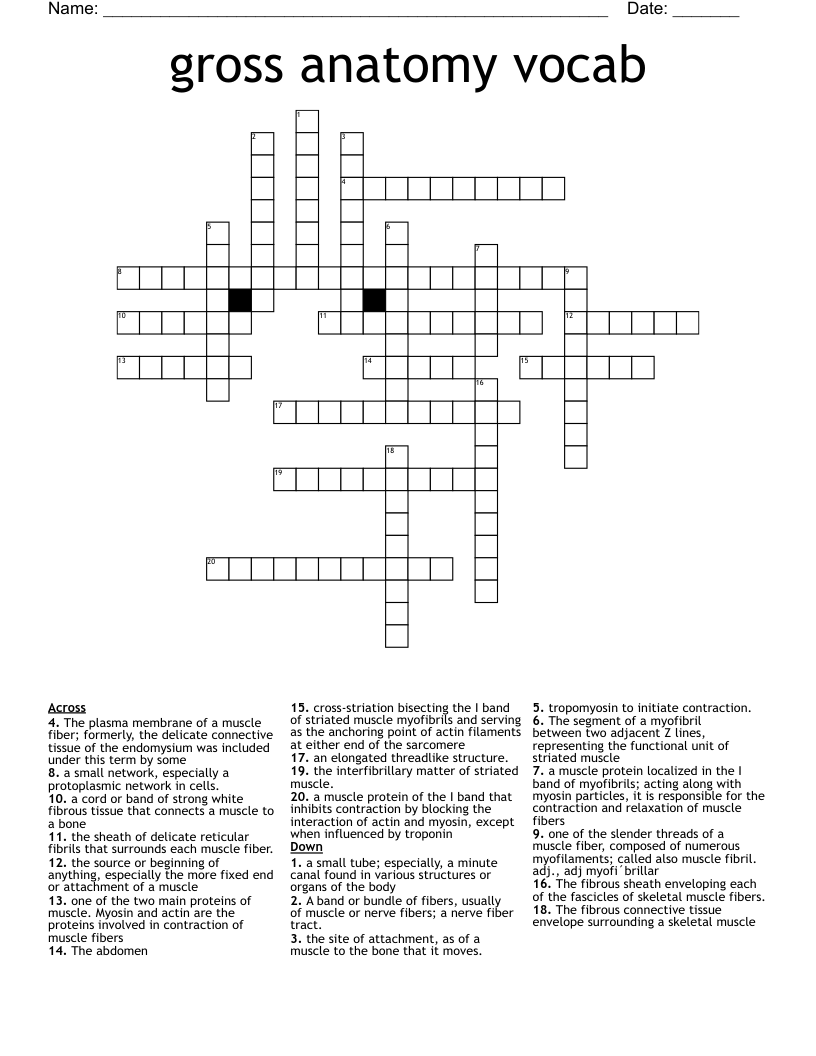 gross anatomy vocab Crossword